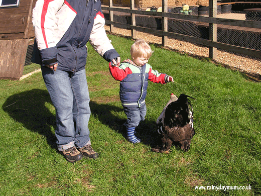Toddler and Rooster
