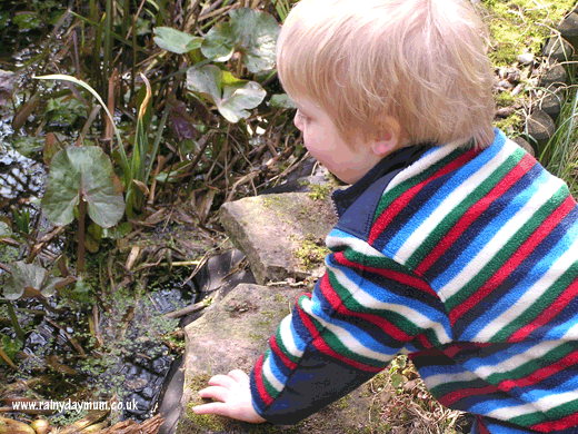 a toddler near a pond surpervised by an adult on the look out for frogs and the first appearance of frog spawn