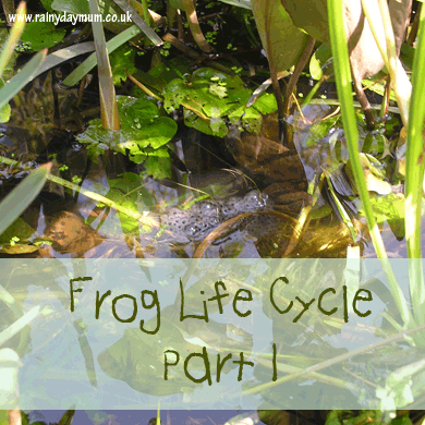 Learning about frog life cycle