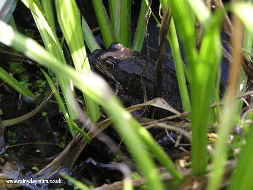 frog in plants at edge of pond