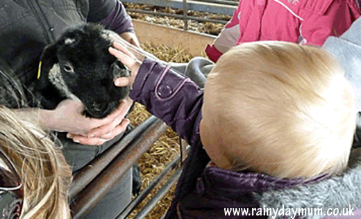 Baby getting hands on experiences of farm animals