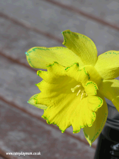 close up for the trumpet of a daffodil which has been used in a simple science experiment for toddlers to show that plants drink up water through the stem