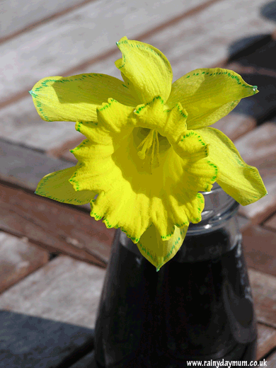 daffodil at the end of a 48 hours placed in a jar with coloured water showing the movement of the water up the stem and into the petals. The veins on the petals as well as the evaporation points are easily visible dyed by the food colouring in the water.