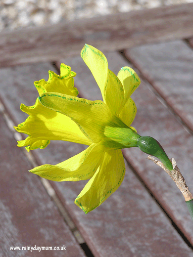 The back of the daffodil showing the vessels that the food colouring has travelled up in the water as blue/green lines and dots where the veins end