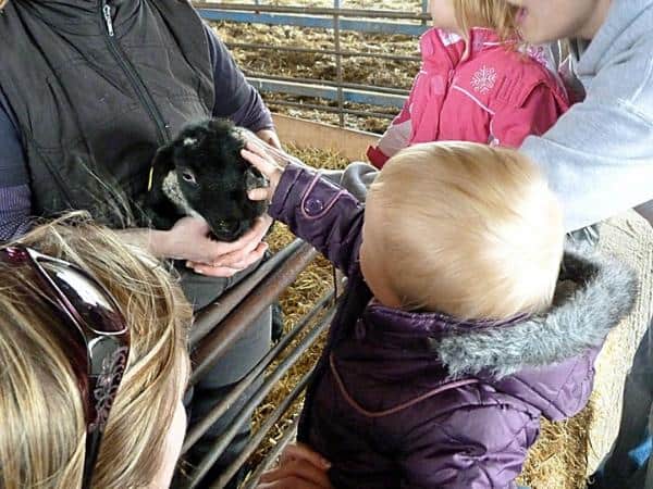 toddler petting animals at the farm