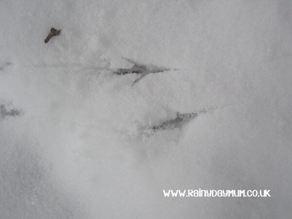 bird prints in the snow