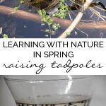 Collecting and raising frog spawn to froglets in your own home. Simple low cost Nature activity for kids to do in Spring at home or in the classroom
