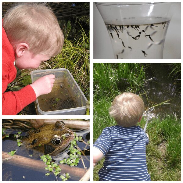 Collecting and raising frog spawn to froglets in your own home. Simple low cost Nature activity for kids to do in Spring at home or in the classroom