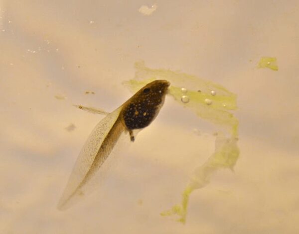 tadpole eating lettuce in a fish tank