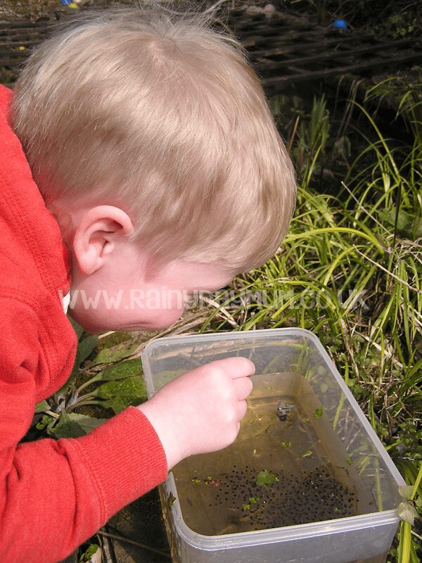 Simple Nature Journalling for preschoolers - collecting tadpoles from the pond and observing them at home and recording the progress in their own simple nature journal