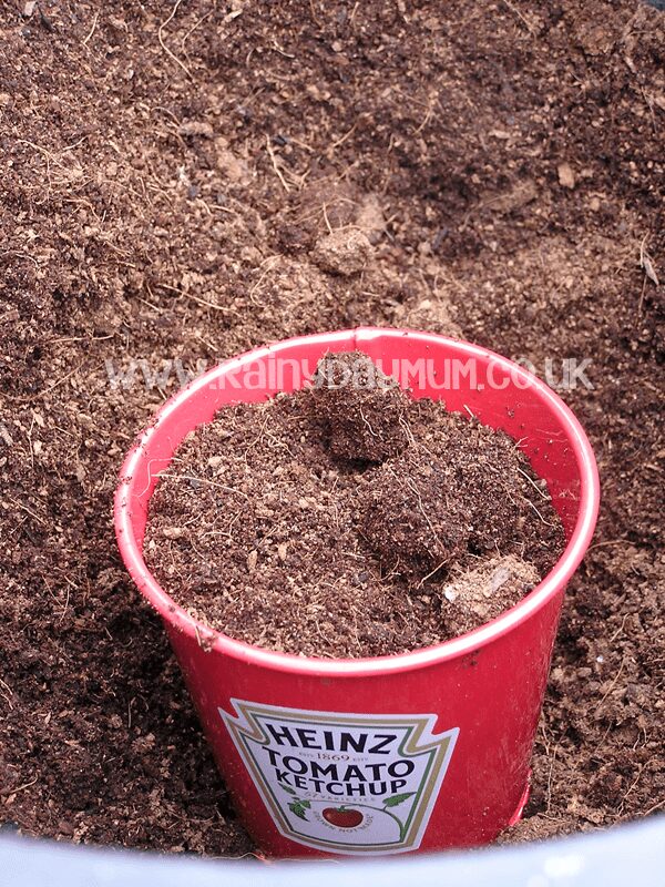 Grow your own Heinz Ketchup - how to grow tomatoes with toddlers