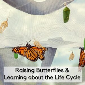 Learning about The Butterfly Life Cycle, Raising Caterpillars, Activities, Resources and Crafts for Kids