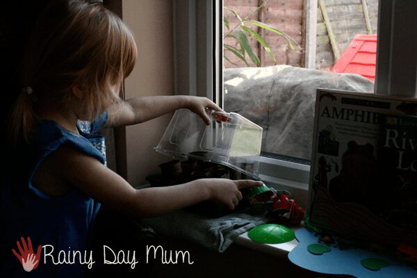 preschooler checking the seeds growing on the nature window sill at home as part of nature study
