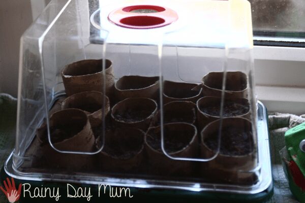 window sill propagator filled with cardboard tube seedling pots growing seeds on a nature table with kids.