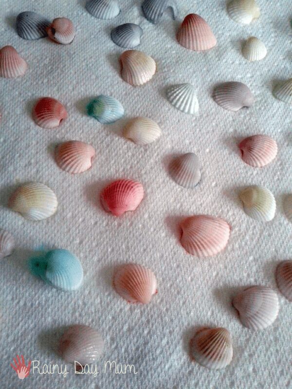 pastel coloured sea shells on paper towel