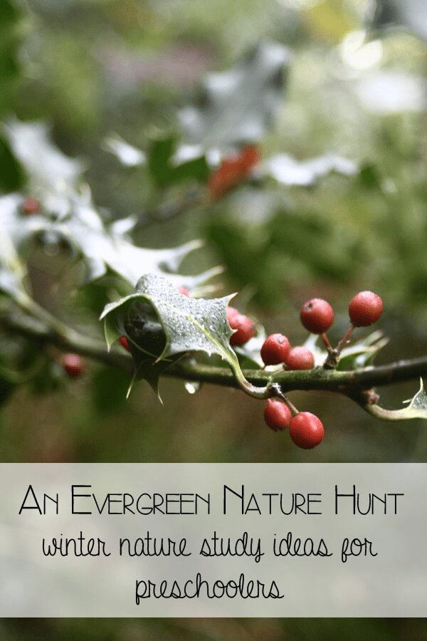 An evergreen nature hunt - take a winter nature study trip with preschoolers looking for evergreen trees