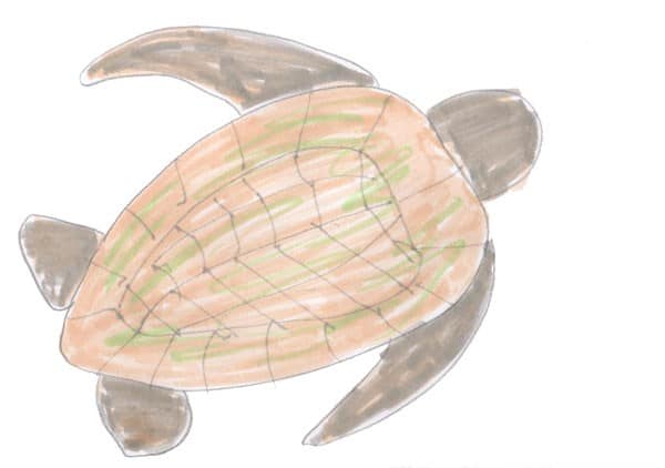 Sea Turtle Life Cycle - Ordering Cards to print and download