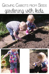 Growing Carrots from seeds - gardening with kids