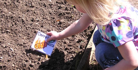 toddler in the garden adding a seed label to her row of carrots seeds that she will be growing
