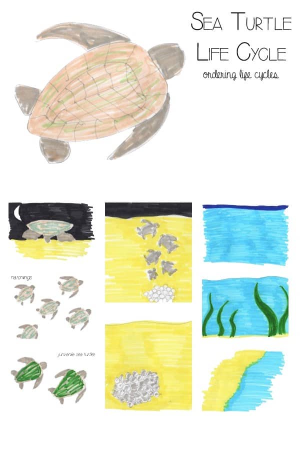 Sea Turtle Life Cycles - ordering and learning about sea turtles