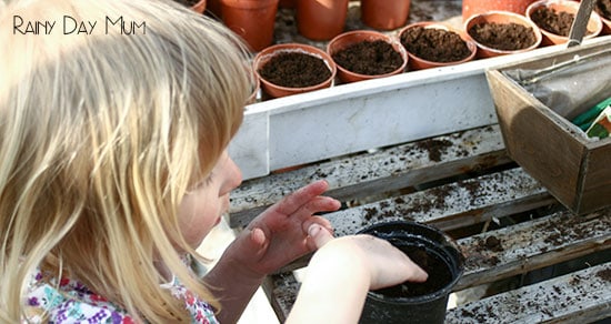 toddler adding soil to pots for planting tomatoes