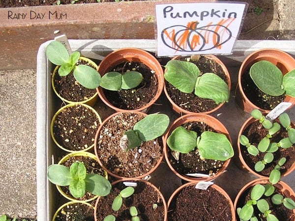 tray of pumpkin seedlings planted by toddlers and  preschoolers