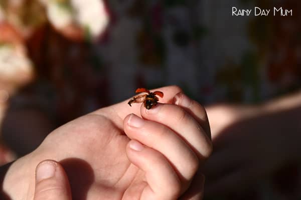 Help attract ladybugs to your garden with these plants that are easily to grow and they love. Perfect for the kids to help plant