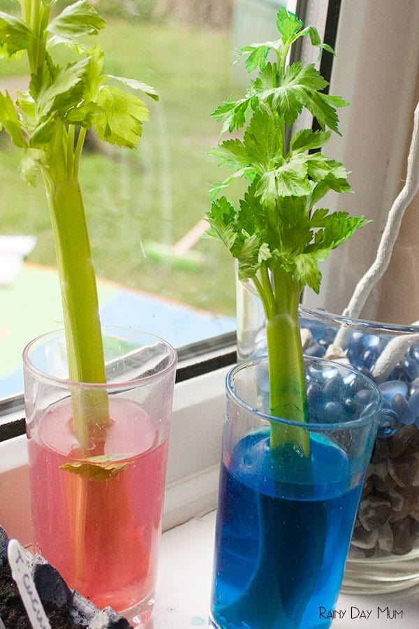 Easy plant science experiment with celery to show how transpiration in plants works