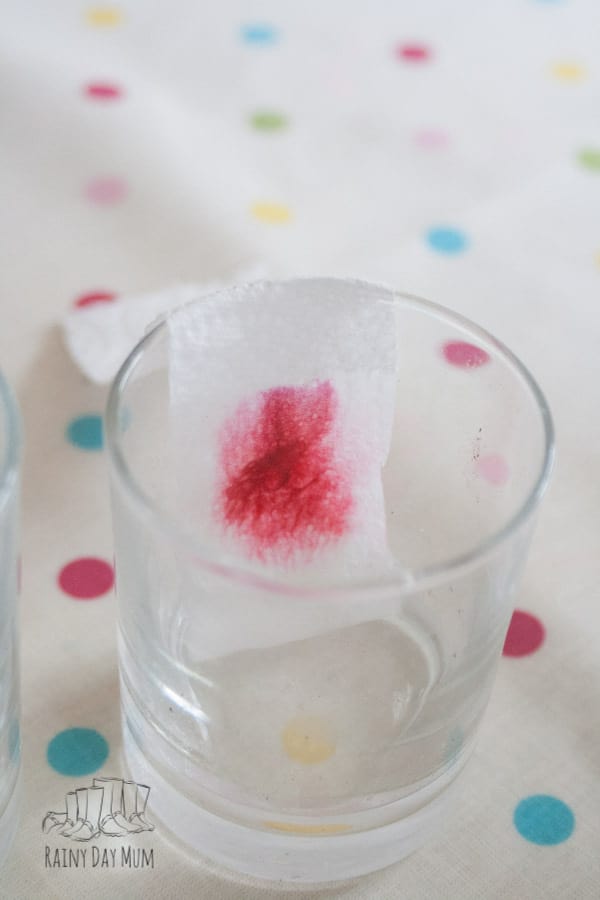 pink ink separation using chromatography a simple science experiment to do with kids