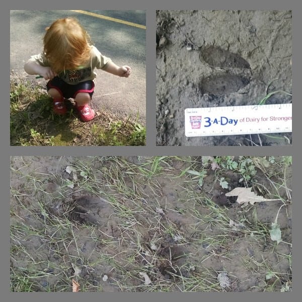 woodland nature hikes with toddlers somme of the animal tracks found
