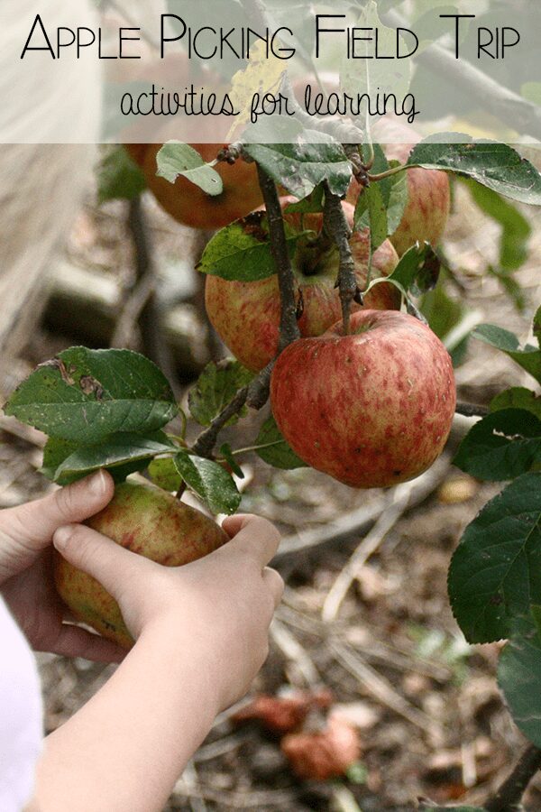 5 Simple learning activities for an Apple Picking Field Trip with a child in early years, covering Numeracy, Sensory, Literacy and Creative Arts