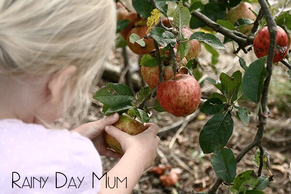 5 Simple learning activities for an Apple Picking Field Trip with a child in early years, covering Numeracy, Sensory, Literacy and Creative Arts