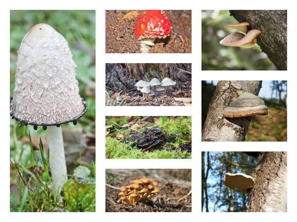 collage of different fungus found in the UK