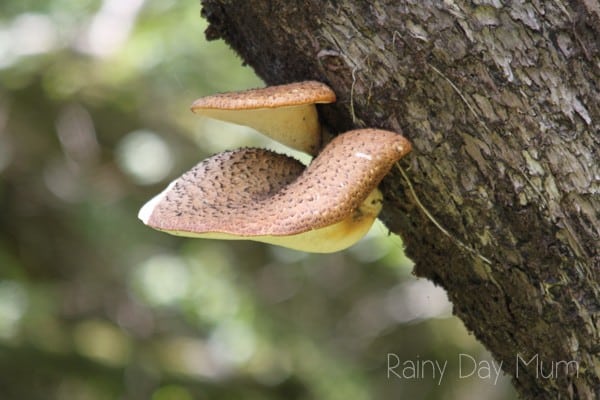 bracket fungus on a tree just one of the different types of fungus you will find in fall