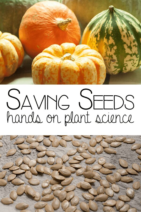 Saving Seeds hands on plant science for autumn and fall