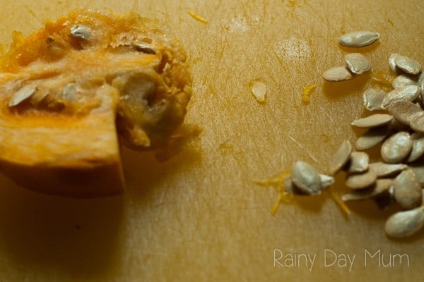 a pumpkin slice on a table with the seeds removed beside it