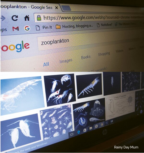 research on google to find zooplankton