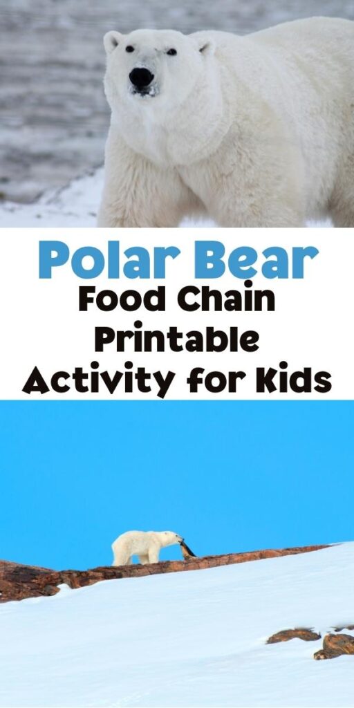Pinnable image for a polar bear food chain activity for kids