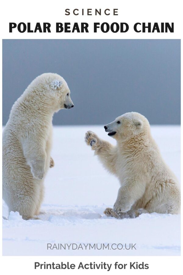 Pinterest Image for Kids Science, A polar bears food chain printable activity for kids