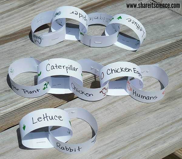 Example of food chains for a garden created into paper chains
