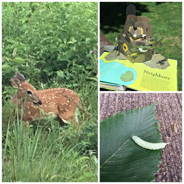 some of the finds on our nature walk in the forest a deer, caterpillar and the book that inspired the scavenger activity Welcome to our Neighborwood
