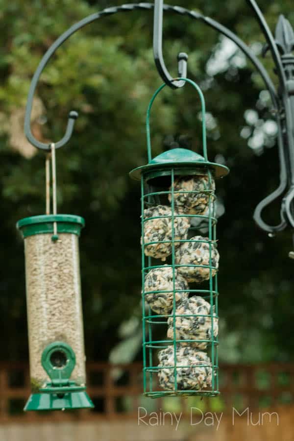 homemade bird food fat balls in a cage for feeding the birds during the winter