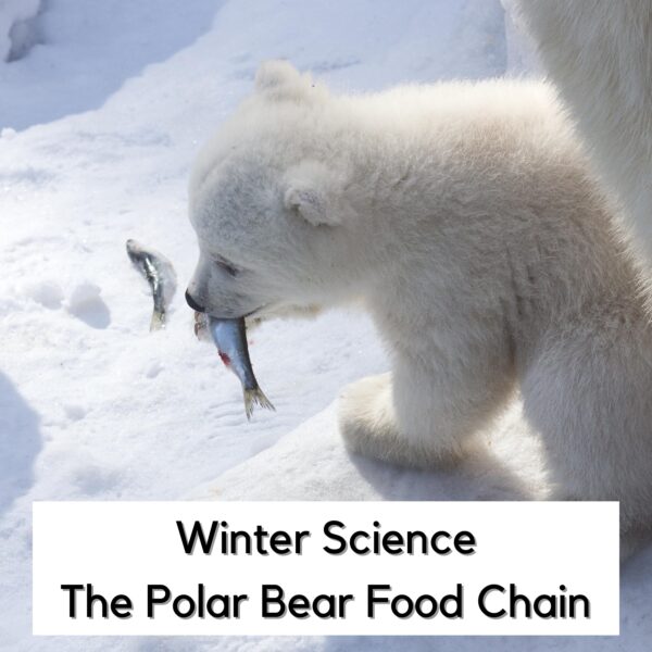 Polar Bear cub eating a fish on the ice with text reading Winter Science The Polar Bear Food Chain