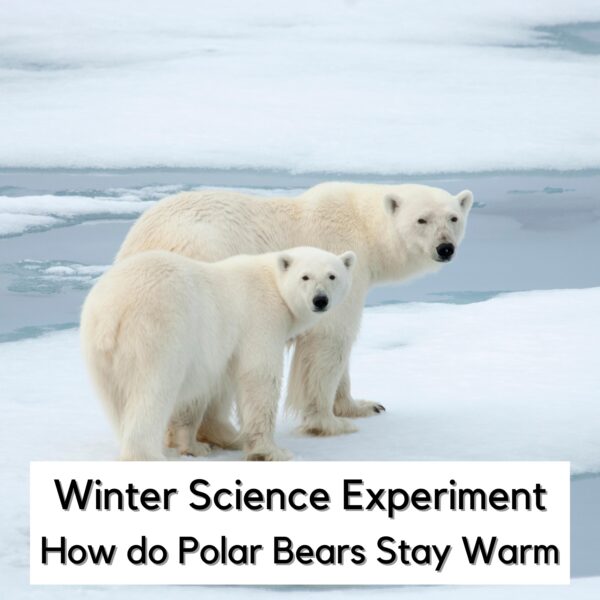 Polar bears on a ice flow with text saying Winter Science Experiment How Do Polar Bears Stay Warm