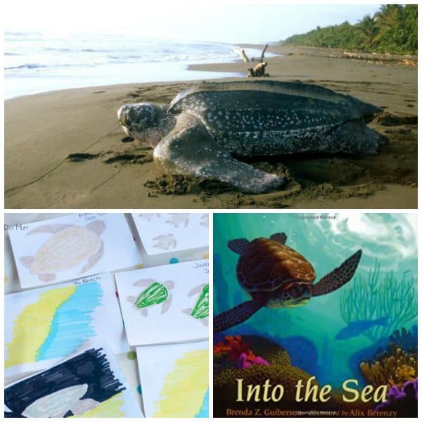 No need to visit a project to learn about Sea Turtles and their protection. Use these fun hands-on ideas to learn where ever you are in the world.