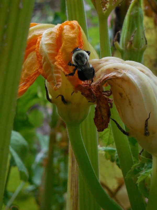 bee on a squash flower