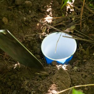 How to Make a Pitfall Trap with Kids