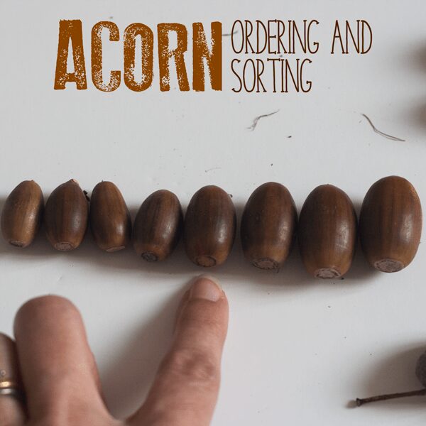 Simple math centre activity using real acorns or download the acorn printable and work on size ordering and sorting with this favourite autumn activity.