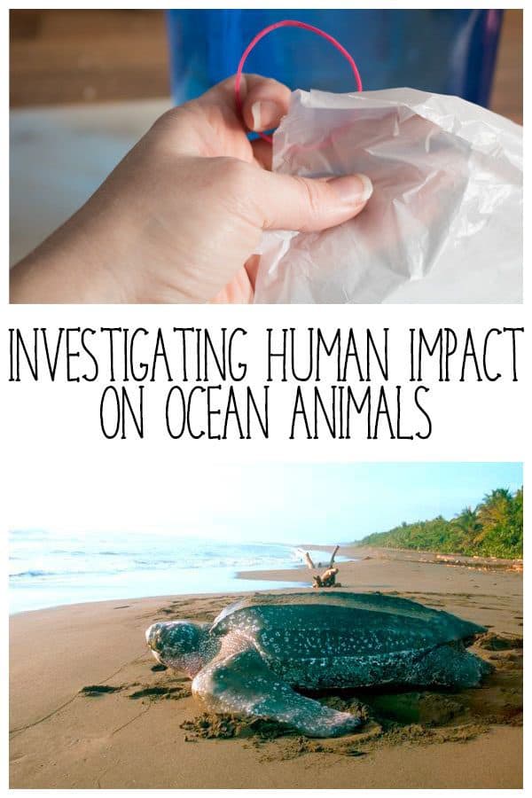 Explore the impact that humans are having on ocean animals looking at plastic bags and leatherback sea turtles with this full lesson plan and jellyfish model making experiment.