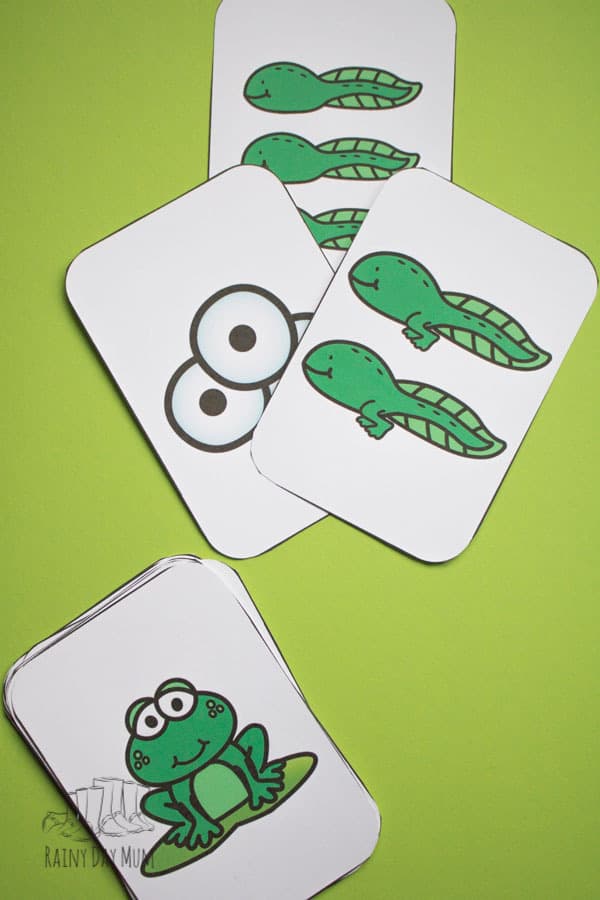 Printable Frog Life Cycle Game that can be used as a memory game, to play snap or to teach the life cycle of the frog through a simple sequencing activity. Simply download, print and play.